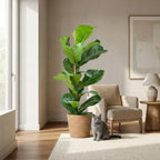 Green boutiQ - Plante d'intérieur - Figuier lyre - Ficus Lyrata - Vert - Entretien facile - 1 plante - avec panier - Pot 21 cm - Hauteur 75 - 85 cm