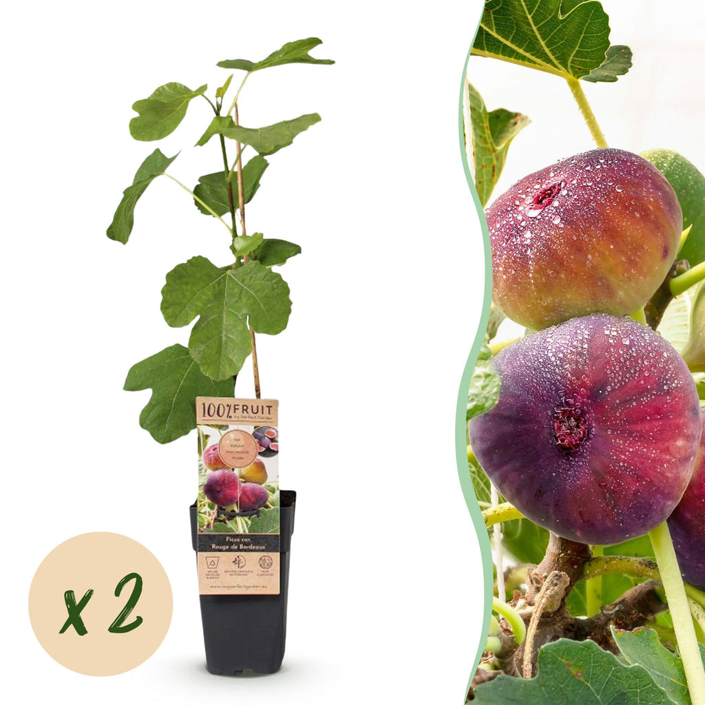 Green boutiQ - Plante fruitière - Ficus carica Rouge de Bordeaux - Figuier - Rustique - Fruit violet - 2 plantes - Pot 15cm - Hauteur 50cm