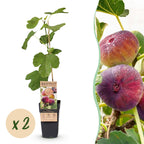 Green boutiQ - Plante fruitière - Ficus carica Rouge de Bordeaux - Figuier - Rustique - Fruit violet - 2 plantes - Pot 15cm - Hauteur 50cm