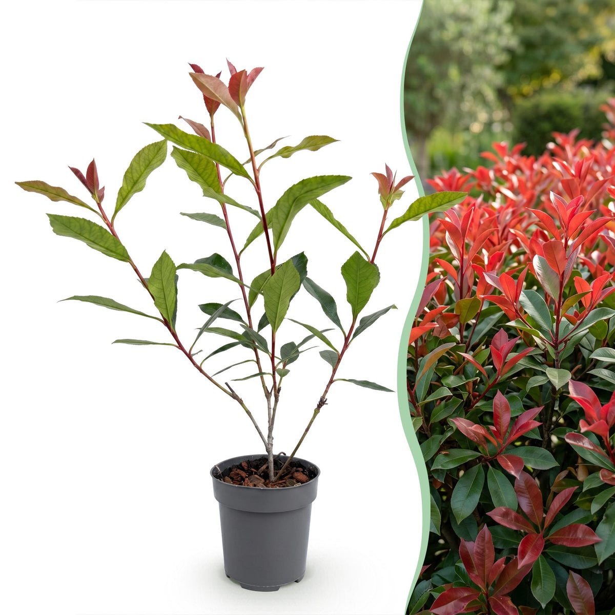 Green boutiQ - 40x Photinia fraseri Carre Rouge - Glansmispel - Haagplanten - Groenblijvend - Rood - Pot 9cm - Hoogte 25-35cm