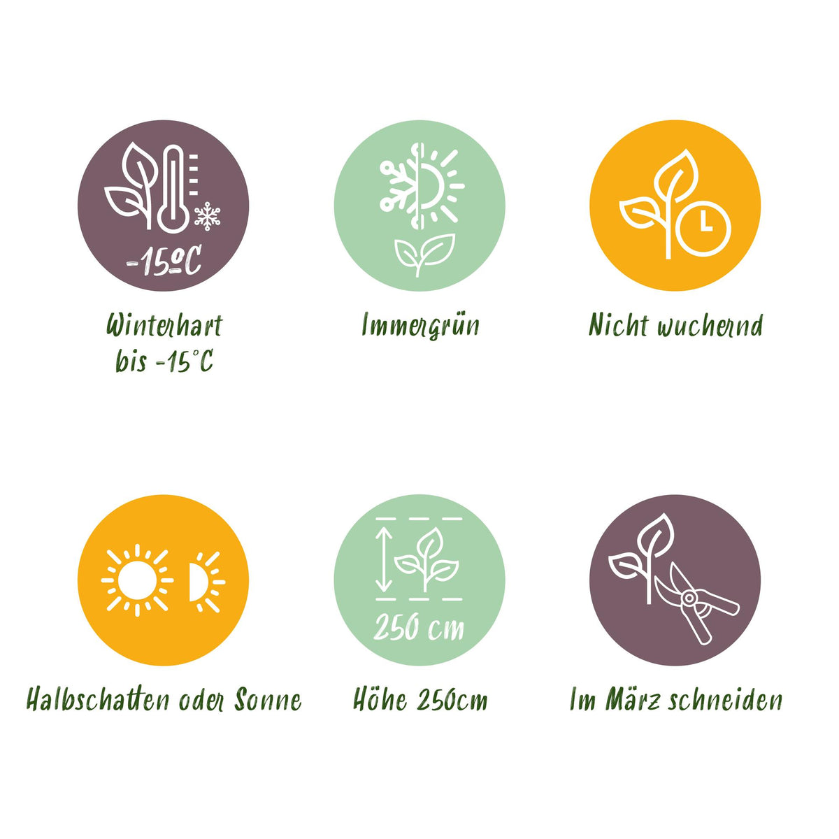 Green boutiQ - Gräser - Fargesia Asian Wonder - Nicht wuchernder Bambus - Immergrün - Grün - 2 Pflanzen - Topf 14 cm - Höhe 35 cm