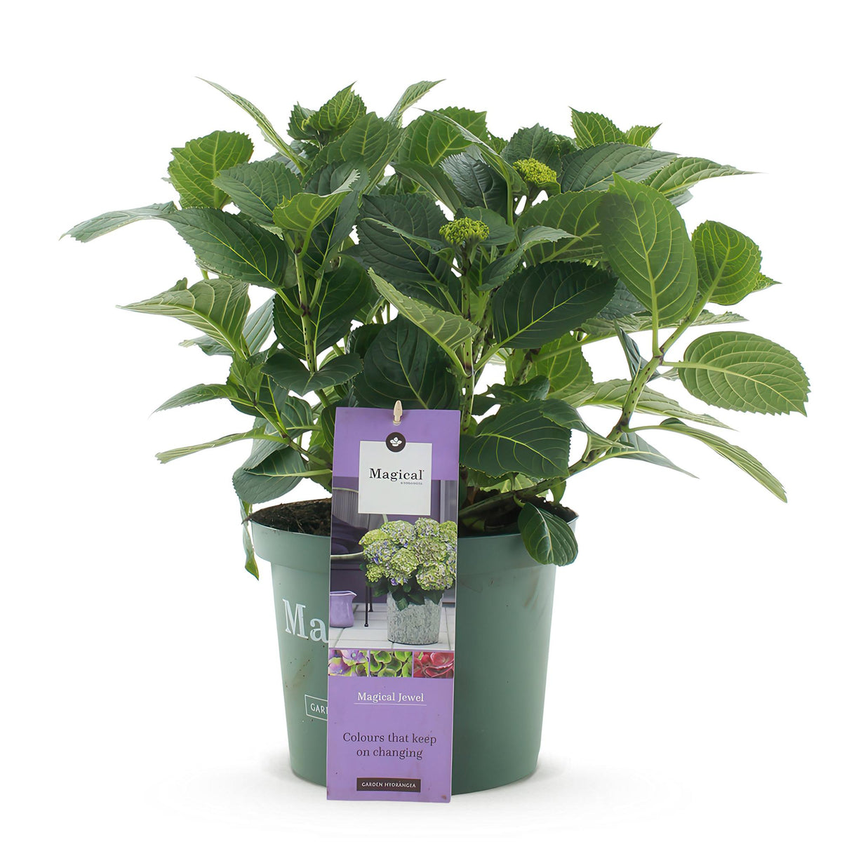 Green boutiQ - Plante de terrasse - Hortensia - Hydrangea Magical Jewel Blue - Bleu - 6-10 fleurs - Pot 23 cm Hauteur 55 cm