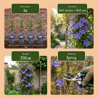 6x Clematis Multi Blue - Bosrank - Blauw - Klimplant - Ø9cm - ↕35cm