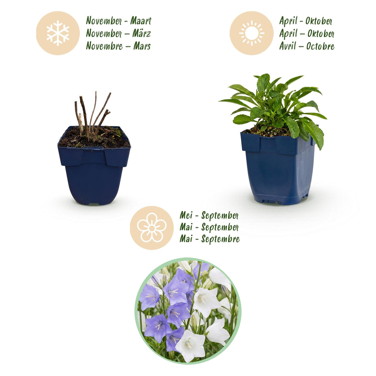 Green boutiQ - Plante vivace - Campanula persicifolia Duo - Campanule à feuilles de pêcher - Attire les abeilles et les papillons - Bleu - Blanc - 24 plantes - Pot 11cm - Hauteur 15-25cm