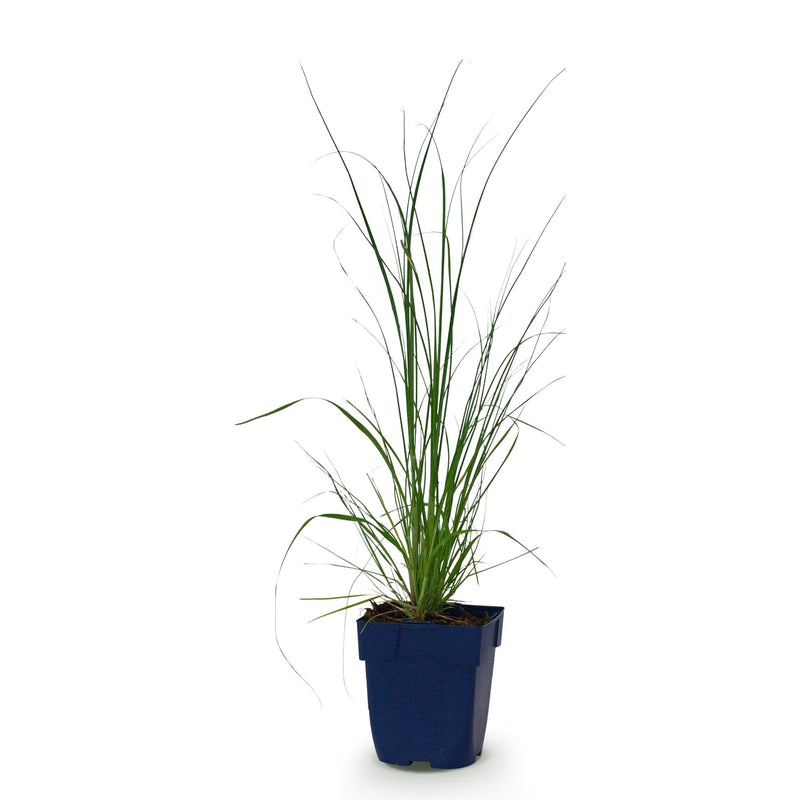 Green boutiQ - Grassen - Cortaderia sell. Pumila - Dwergpampasgras - Met Pluim - Grijs - 1 Plant - Pot 11cm - Hoogte 15-25cm