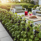 Green boutiQ - Plants fruitiers - Jostaberry - Ribes Jostabes - Rustique - 6 plantes - Pot 9 cm - Cassis