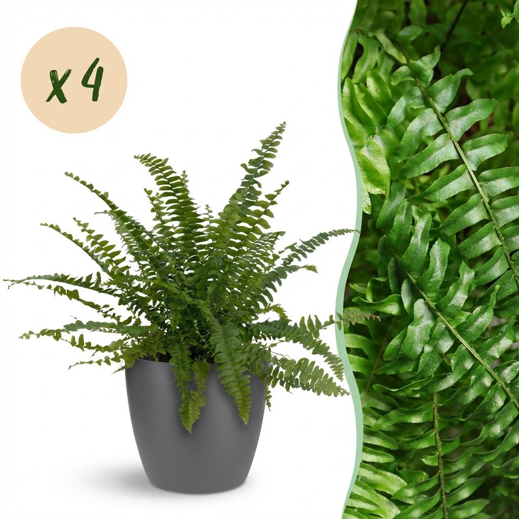 Green boutiQ - Zimmerpflanze - Nephrolepsis exaltata Green Lady - Farn - Haustierfreundliche Pflanze - Grün - 4 Pflanzen - mit Topf Grau - Topf 12cm - Höhe 25cm