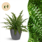 Green boutiQ - Zimmerpflanze - Nephrolepsis exaltata Green Lady - Farn - Haustierfreundliche Pflanze - Grün - 4 Pflanzen - mit Topf Grau - Topf 12cm - Höhe 25cm