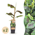 Green boutiQ - Plante fruitière - Musa Ever Red - Bananier - Rustique - Vert-Rouge - 2 plantes - Pot 15 cm - Hauteur 50 cm