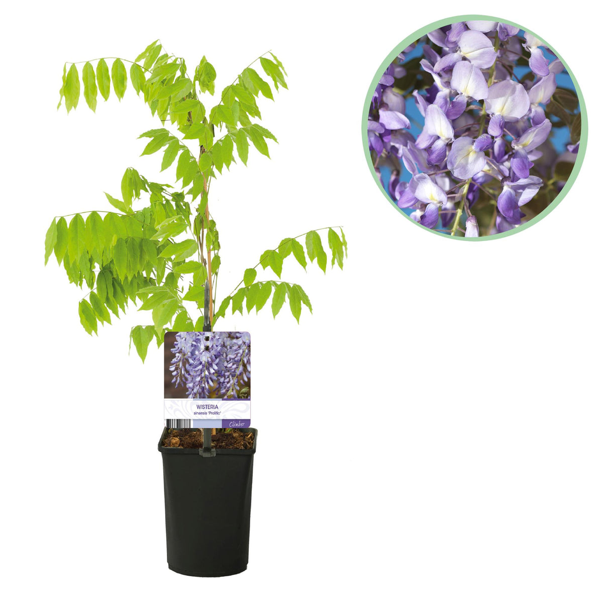 Green boutiQ - Glycine - Wisteria floribunda Prolific - Fleur bleue - 1 plante - Pot 11cm Hauteur 40cm