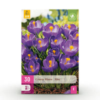 Green boutiQ - Bloembollen - Crocus Blue - Kleur Blauw - 30 stuks - Bolmaat 7/8 - XXL Pack