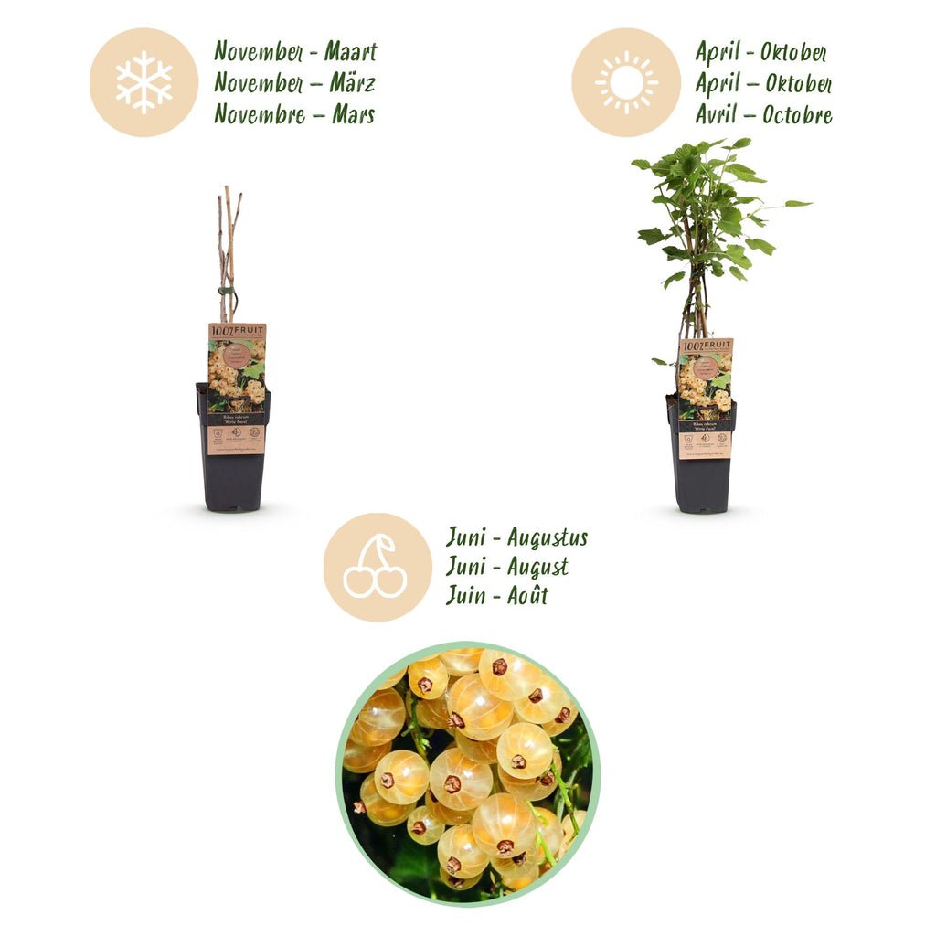 Green boutiQ - Plant fruitier - Ribes rubrum Witte Parel (Groseillier blanc) - Plant de baies - Rustique - Groseille blanche - 2 plantes - Pot 15cm - Hauteur 50cm