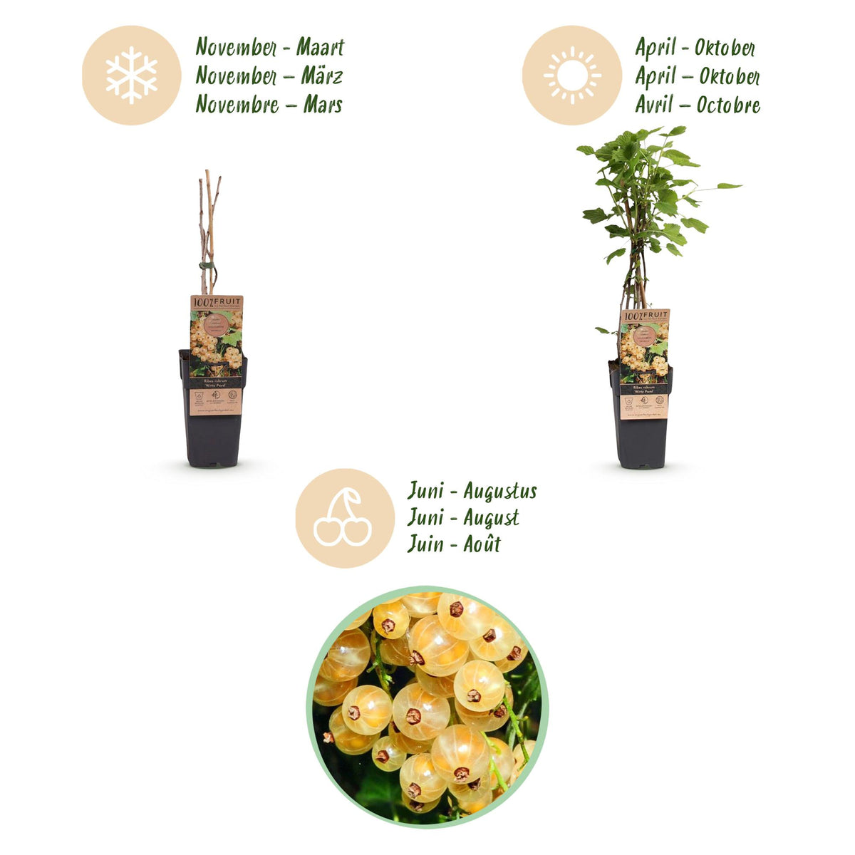 Green boutiQ - Plant fruitier - Ribes rubrum Witte Parel (Groseillier blanc) - Plant de baies - Rustique - Groseille blanche - 2 plantes - Pot 15cm - Hauteur 50cm