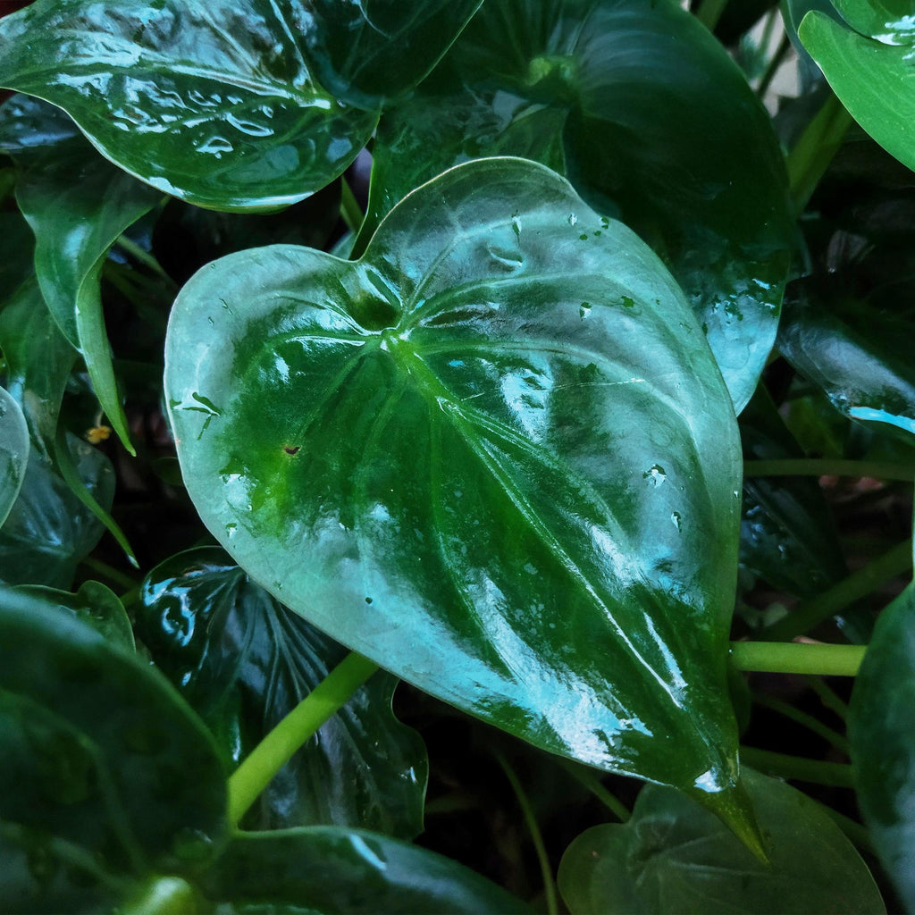 Green BoutiQ - Green is... Plantes d'intérieur - Alocasia Cucullata - Main de Bouddha - Entretien facile - avec panier - Vert - 1 plante - Pot 17cm - Hauteur 60-65cm