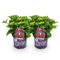 Green boutiQ - Terrasplant - Hortensia - Hydrangea Forever & Ever - Rood - 7-12 Bloemen - 2 Planten - Pot 23cm Hoogte 55cm