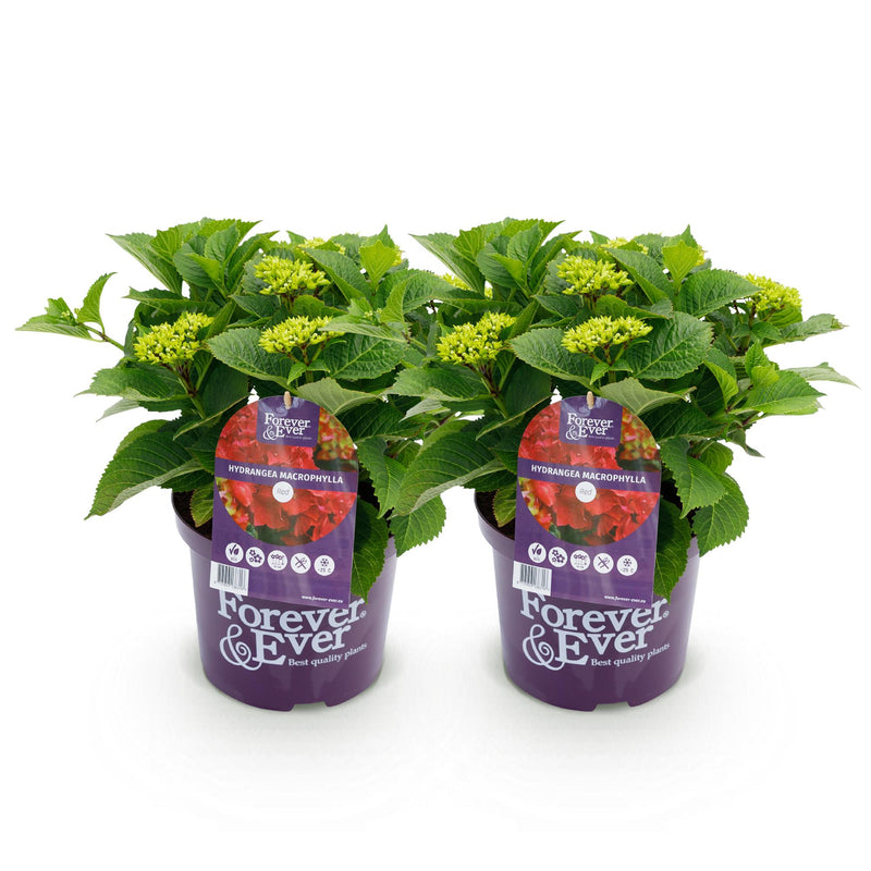 Green boutiQ - Terrasplant - Hortensia - Hydrangea Forever & Ever - Rood - 7-12 Bloemen - 2 Planten - Pot 23cm Hoogte 55cm