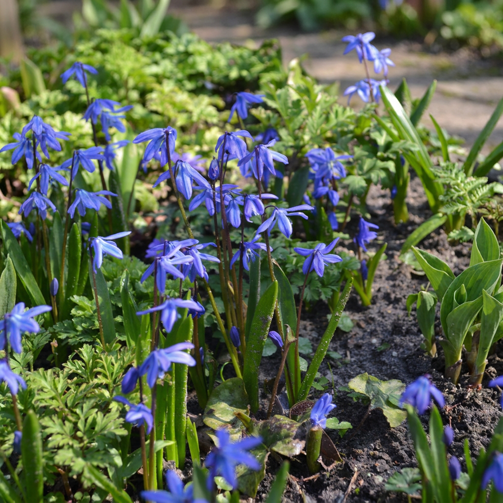 200x Scilla Siberica - Siberische sterhyacint - Blauw - Verwilderingsbol - Bolmaat 7/8