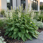 Green boutiQ - Stauden - Stachys off. Alba - Woll-Ziest - Bienen- und Schmetterlingsmagnet - Weiß - 6 Pflanzen - Topf 11cm - Höhe 15-25cm