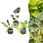3x Baby Tropical Mix - Various colours - Tropical - incl. Copper Reef - Ø6cm - ↕10-15cm