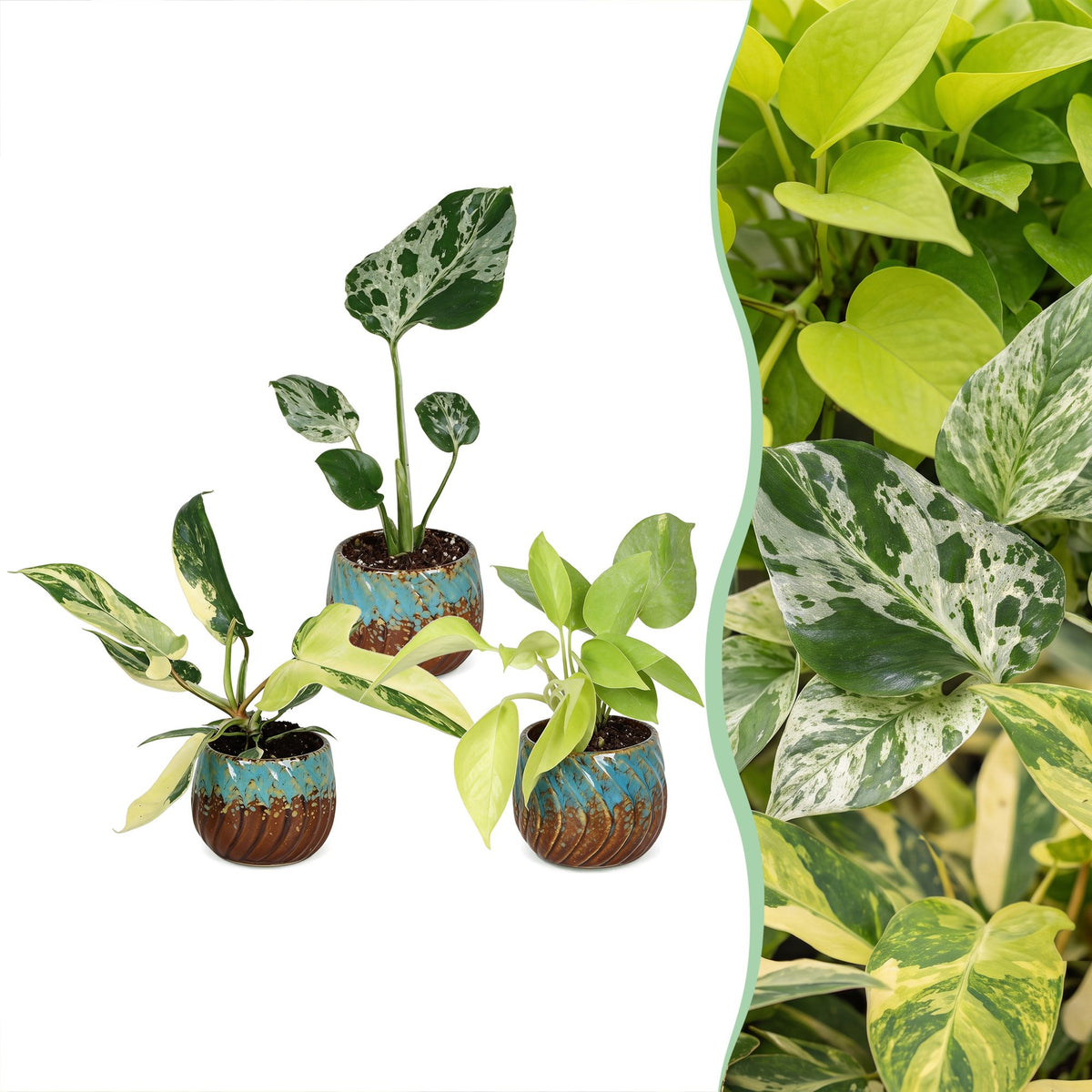 3x Baby Tropical Mix - Various colours - Tropical - incl. Copper Reef - Ø6cm - ↕10-15cm
