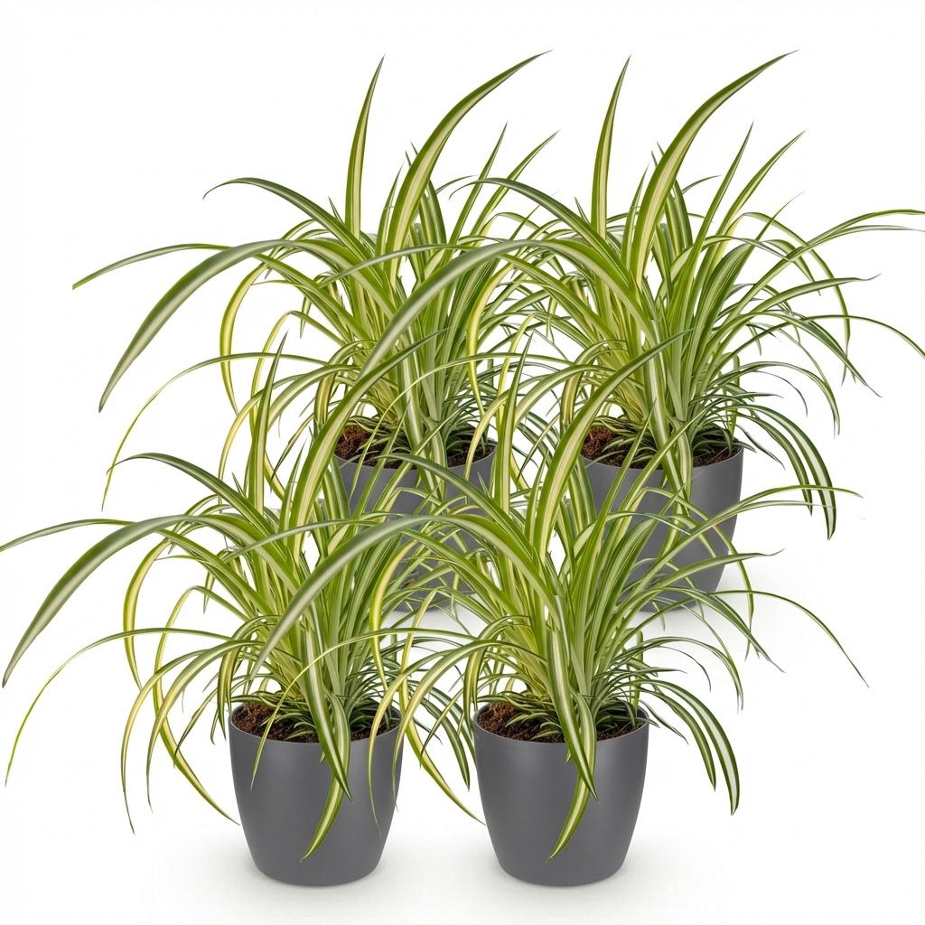 Green boutiQ - Zimmerpflanze - Chlorophytum comosum Variegatum - Bunte Grünlilie - Haustierfreundliche Pflanze - Grün - 4 Pflanzen - mit Topf Grau - Topf 12cm - Höhe 20cm