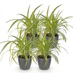 Green boutiQ - Zimmerpflanze - Chlorophytum comosum Variegatum - Bunte Grünlilie - Haustierfreundliche Pflanze - Grün - 4 Pflanzen - mit Topf Grau - Topf 12cm - Höhe 20cm