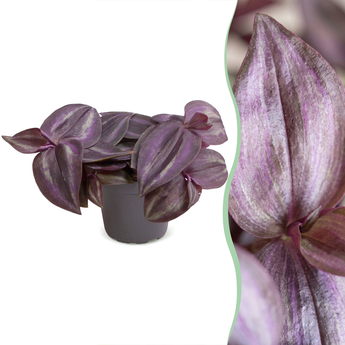 Tradescantia Purple Joy - Spiderwort Purple Joy - Purple - Pink - Tropical - Ø6cm - ↕5cm