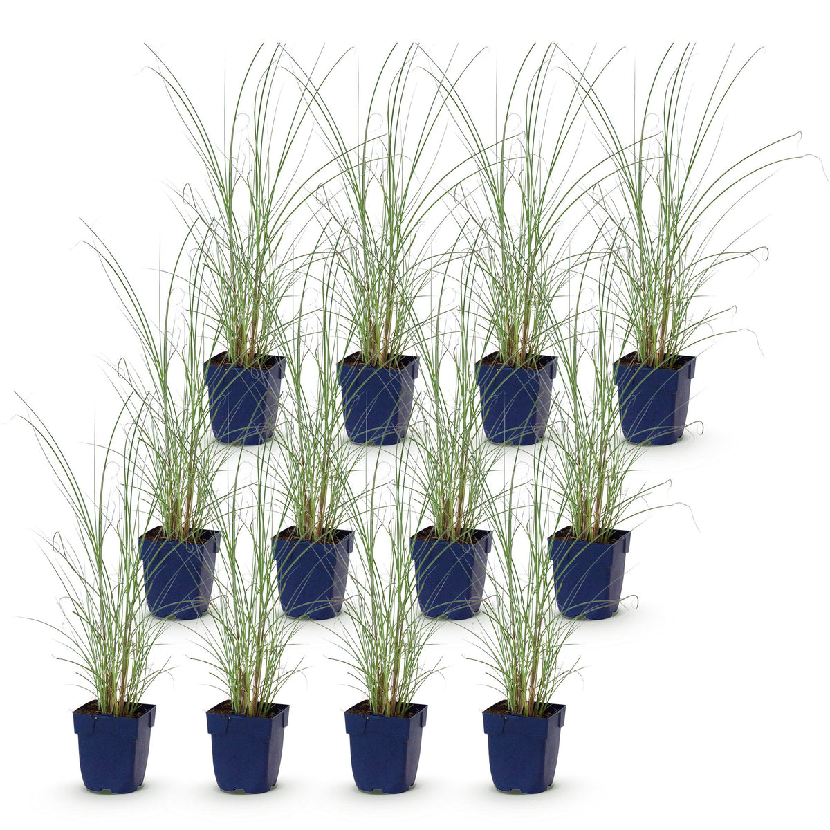 Green boutiQ - Grassen - Miscanthus sin. Morning Light - Pampusgras - Met Pluim - Zilver - 12 Planten - Pot 11cm - Hoogte 15-25cm