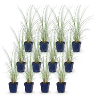 Green boutiQ - Grassen - Miscanthus sin. Morning Light - Pampusgras - Met Pluim - Zilver - 12 Planten - Pot 11cm - Hoogte 15-25cm