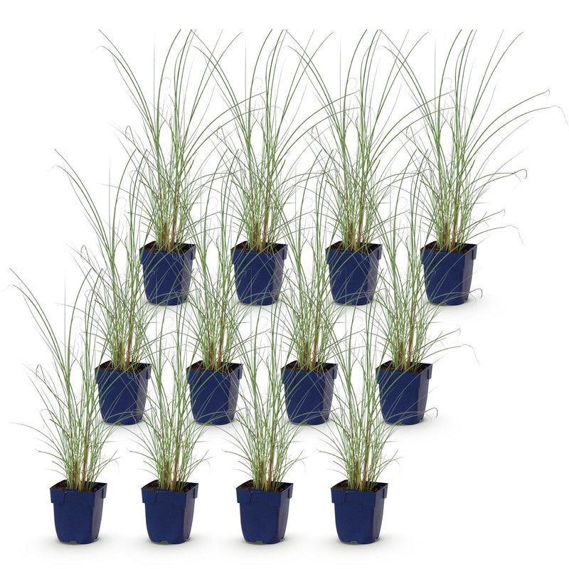 Green boutiQ - Grassen - Miscanthus sin. Morning Light - Pampusgras - Met Pluim - Zilver - 12 Planten - Pot 11cm - Hoogte 15-25cm