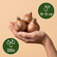 320x Narcissus mix - Narcissen mix - Diversen - Voorjaarsbloeier - Bolmaat 10/12