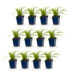 Green boutiQ - Gräser - Carex morrowii Ice Dance - Japan-Segge - Immergrün - Cremeweiß-Grün - 12 Pflanzen - Topf 11cm - Höhe 15-25cm