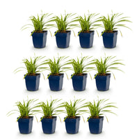 Green boutiQ - Grassen - Carex morrowii Ice Dance - Japanse Zegge - Groenblijvend - Creme-Groen - 12 Planten - Pot 11cm - Hoogte 15-25cm