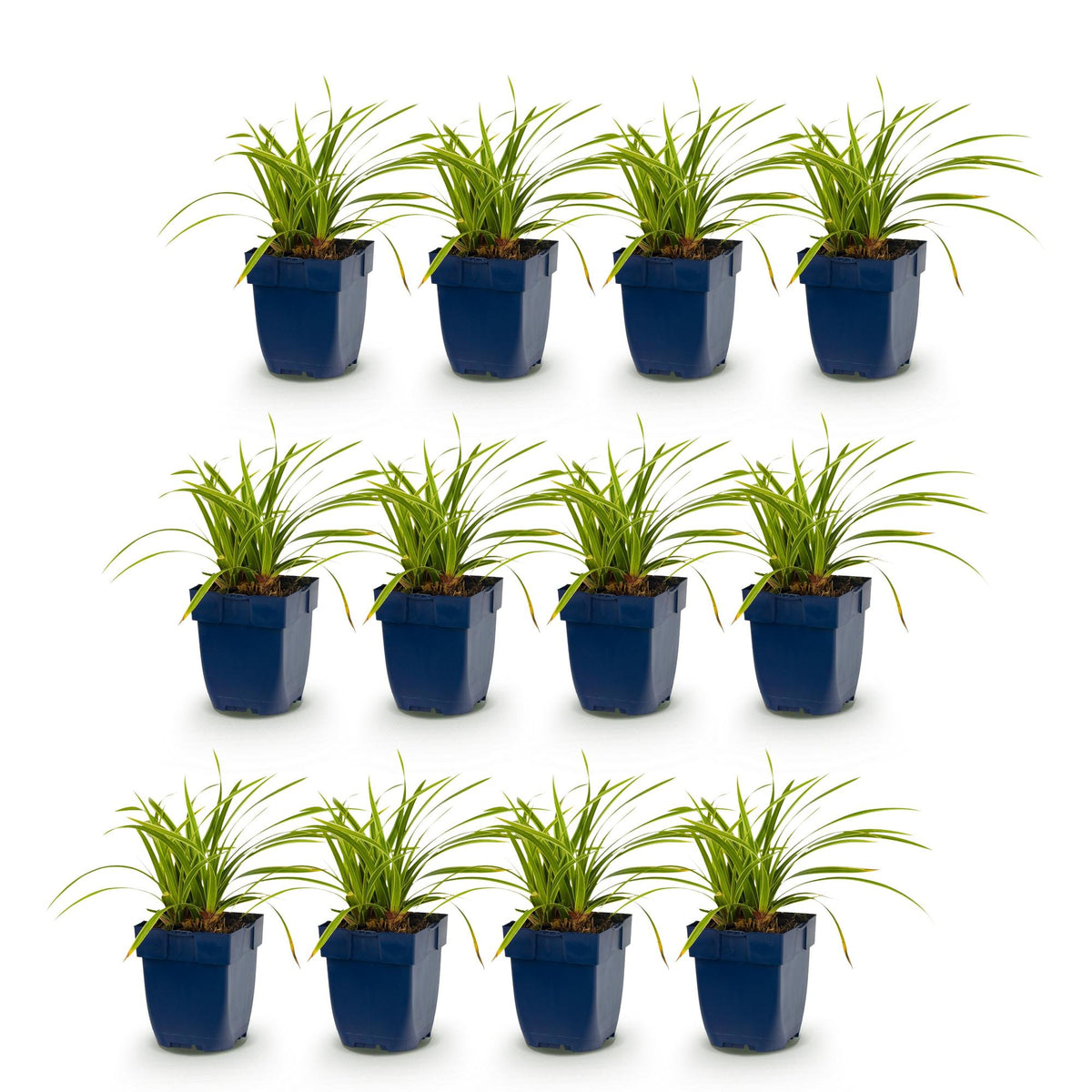 Green boutiQ - Gräser - Carex morrowii Ice Dance - Japan-Segge - Immergrün - Cremeweiß-Grün - 12 Pflanzen - Topf 11cm - Höhe 15-25cm