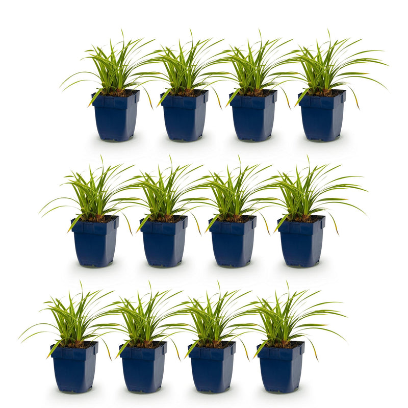 Green boutiQ - Grassen - Carex morrowii Ice Dance - Japanse Zegge - Groenblijvend - Creme-Groen - 12 Planten - Pot 11cm - Hoogte 15-25cm