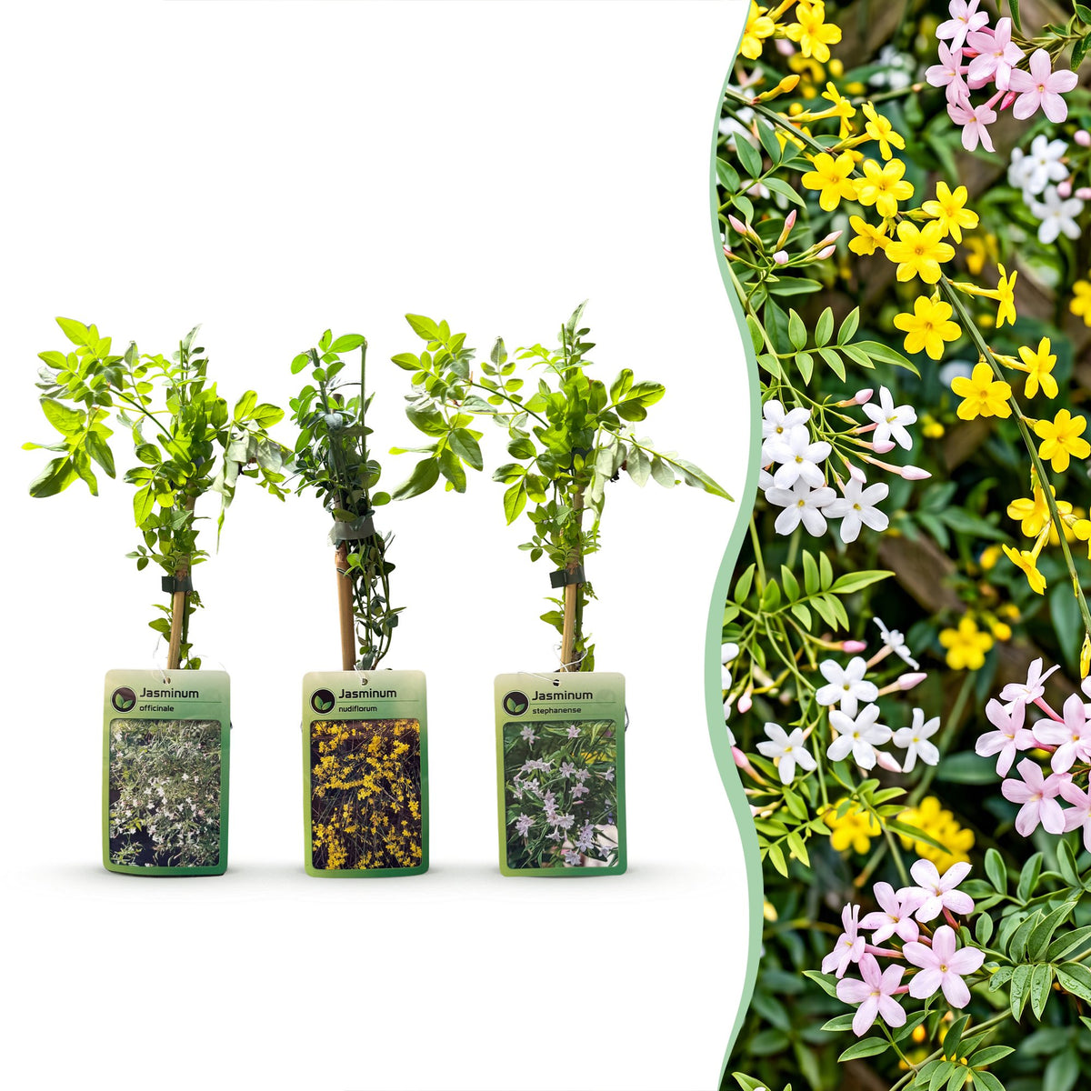 12x Jasminum Tricolour - Tricolour jasmine - Yellow - White - Pink - Climber - Ø9cm - ↕35cm