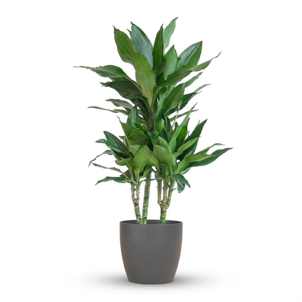 Green boutiQ - Zimmerpflanze - Drachenbaum - Dracaena Janet Craig - Grün - Pflegeleicht - 1 Pflanze - mit Topf Grau - Topf 21cm - Höhe 90 - 100cm