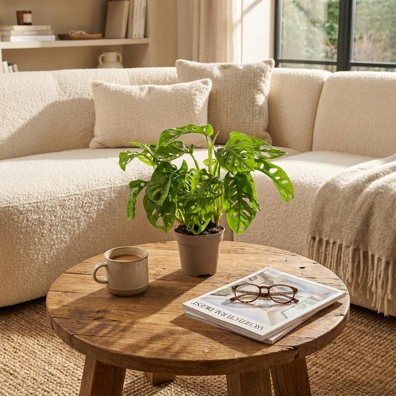 Monstera Adansonii Monkey Mask - Ø 12 cm - Hoogte: 25-35cm