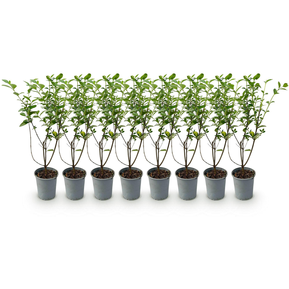 Green boutiQ - Haagplanten - Ligustrum ovalifolium - blad groen - 8 planten - 1 strekkende meter - groenblijvend - pot 9cm hoogte 35-40cm