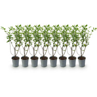 Green boutiQ - Haagplanten - Ligustrum ovalifolium - blad groen - 8 planten - 1 strekkende meter - groenblijvend - pot 9cm hoogte 35-40cm