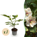 Green boutiQ - Gartenpflanze - Magnolia sieboldii - Blüte Weiß-Rot - 3 Pflanzen - Laubabwerfend - Pflegeleicht - Topf 12cm Höhe 30cm