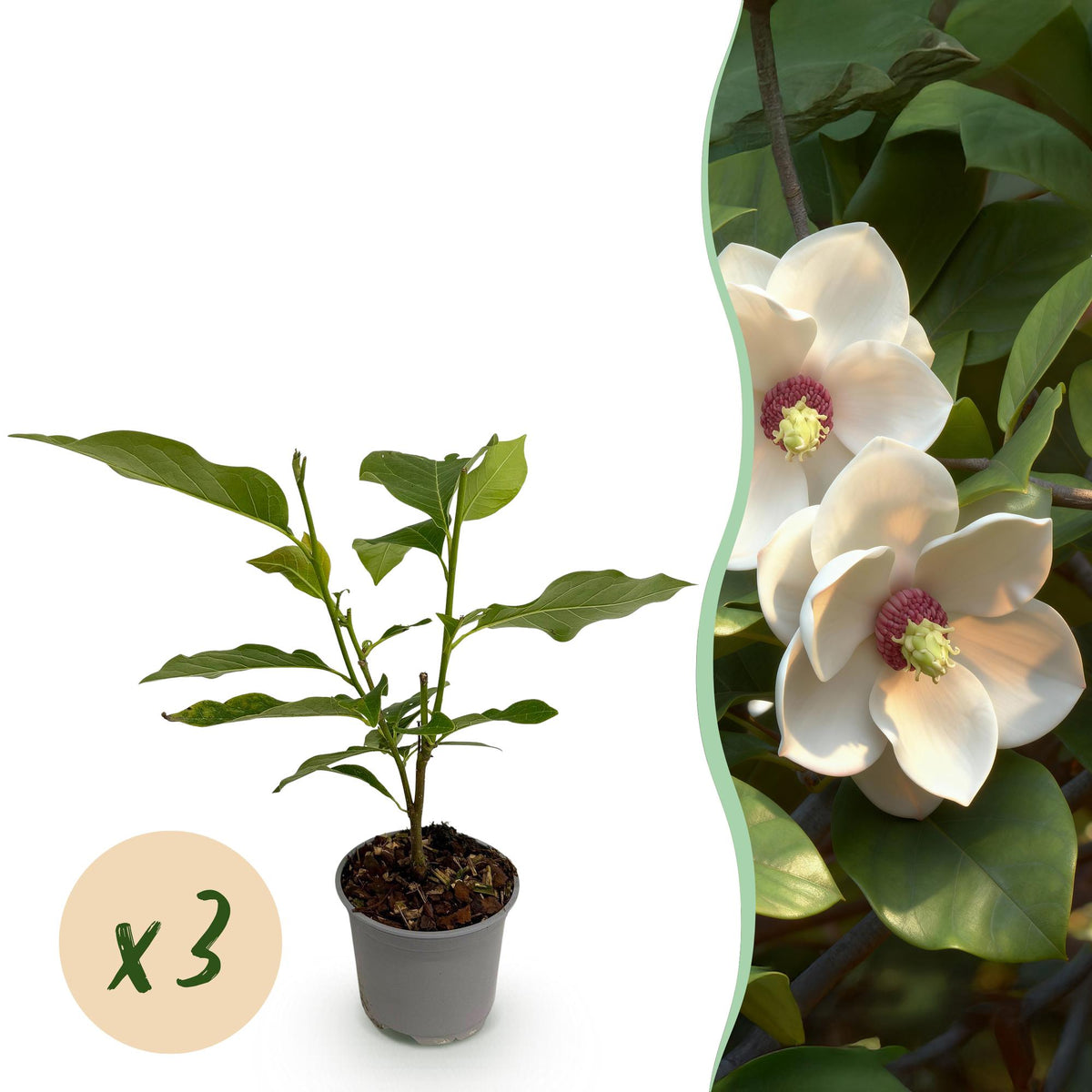 Green boutiQ - Gartenpflanze - Magnolia sieboldii - Blüte Weiß-Rot - 3 Pflanzen - Laubabwerfend - Pflegeleicht - Topf 12cm Höhe 30cm
