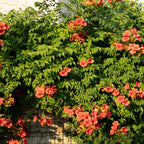 Green boutiQ - Bignone - Campsis radicans Madame Galen - Fleur orange - Entretien facile - 2 plantes - Pot 11cm Hauteur 40cm