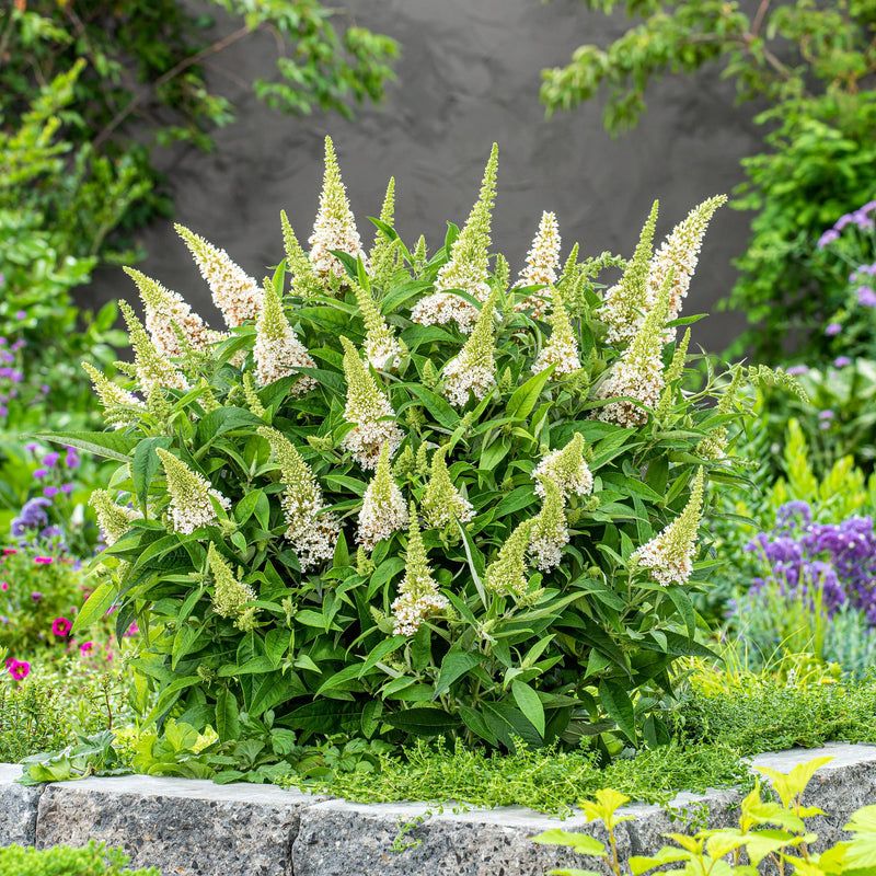 Green boutiQ - Tuinplant - Buddleja davidii Butterfly Candy Little White - Vlinderstruik - Compact - Wit - 3 Planten - Pot 12cm - Hoogte 20-25cm