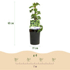 Green boutiQ - Plante grimpante - Hedera helix - Feuillage vert - Persistant - 2 plantes - Pot 11cm Hauteur 40cm