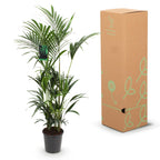 Green boutiQ - Plante d'intérieur - Howea Forsteriana - Palmier Kentia - Entretien facile - Vert - 1 plante - Pot 27cm - Hauteur 160-170cm