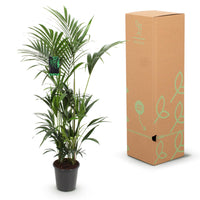 Green boutiQ - Kamerplant - Howea Forsteriana - Kentia Palm - Weinig Onderhoud - Groen - 1 plant - Pot 27cm - Hoogte 160-170cm