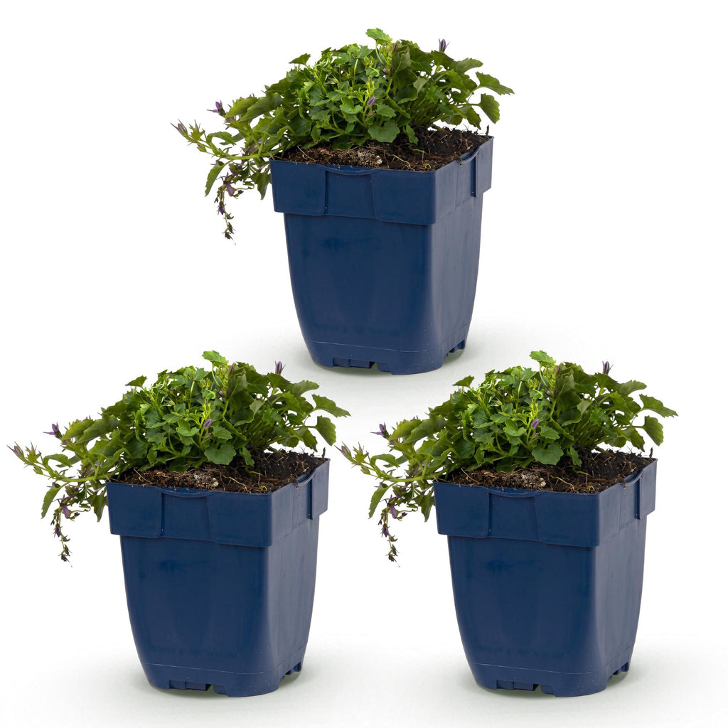 Green boutiQ - Plante vivace - Campanula posch. Stella - Campanule à feuilles de pêcher - Couvre-sol - Violet - 3 plantes - Pot 11 cm - Hauteur 15-25 cm