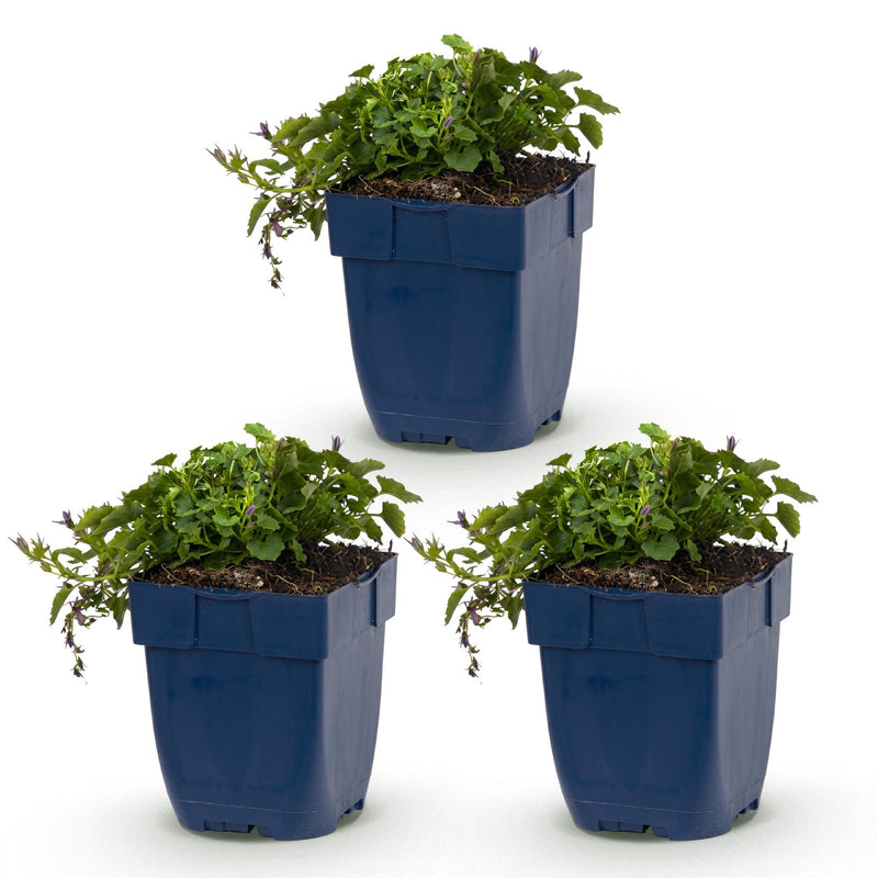 Green boutiQ - Vasteplant - Campanula posch. Stella - Perzikbladklokje - Bodembedekkend - Paars - 3 Planten - Pot 11cm - Hoogte 15-25cm