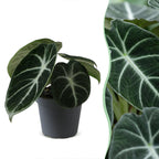Alocasia Ninja - Ninja Elephant Ear - Black - Tropical - Ø6cm - ↕10cm